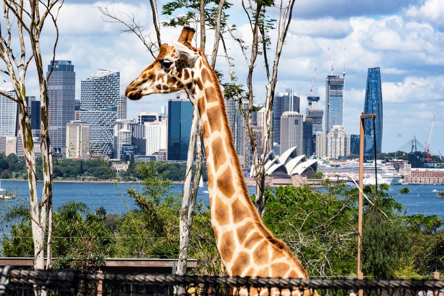 Sidney, vistas desde Taronga Zoo