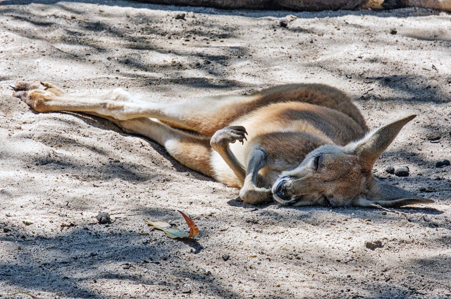 Sidney, canguro en Taronga Zoo