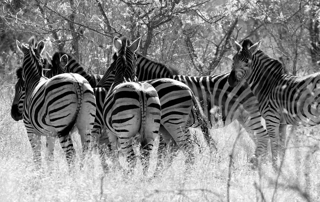 Parque Kruger (Sudáfrica), 2011