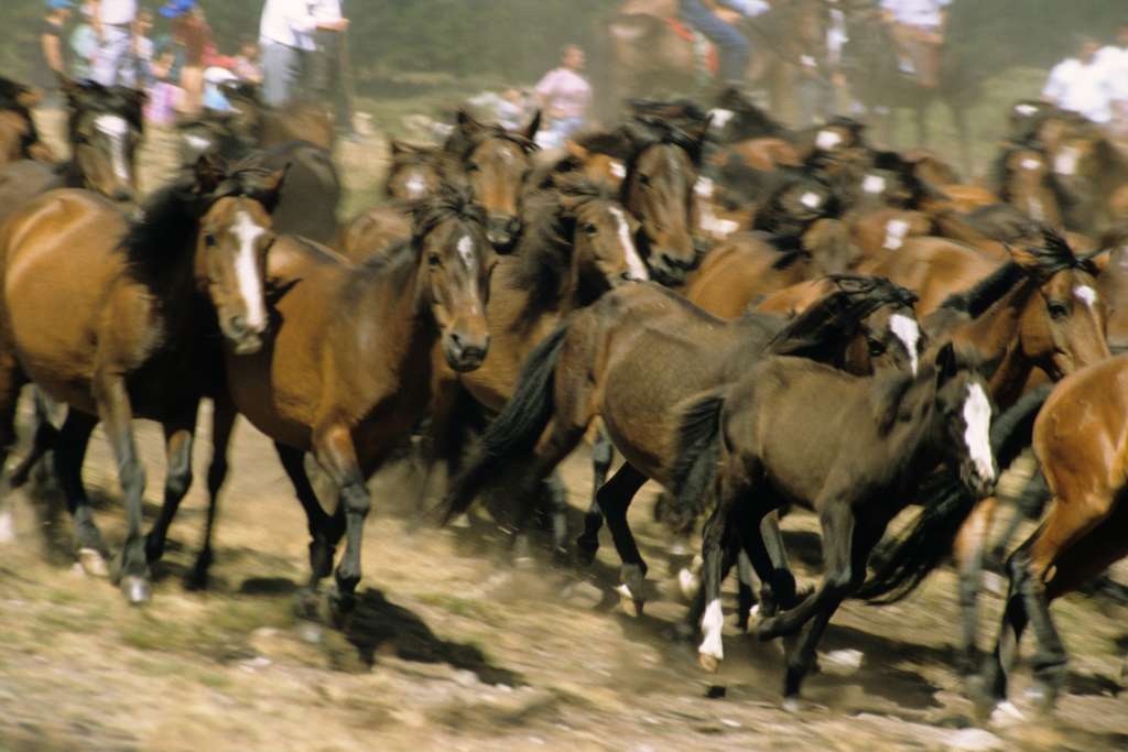 The "baixa": descending the horses from the mountains