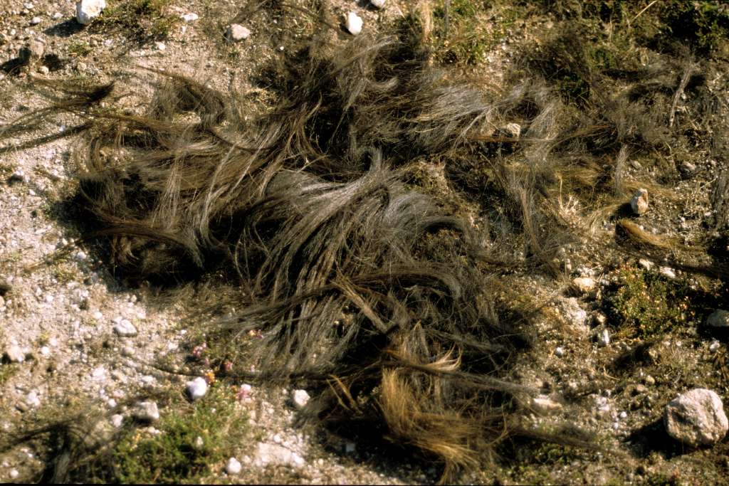 The manes remain as unique evidence in the land