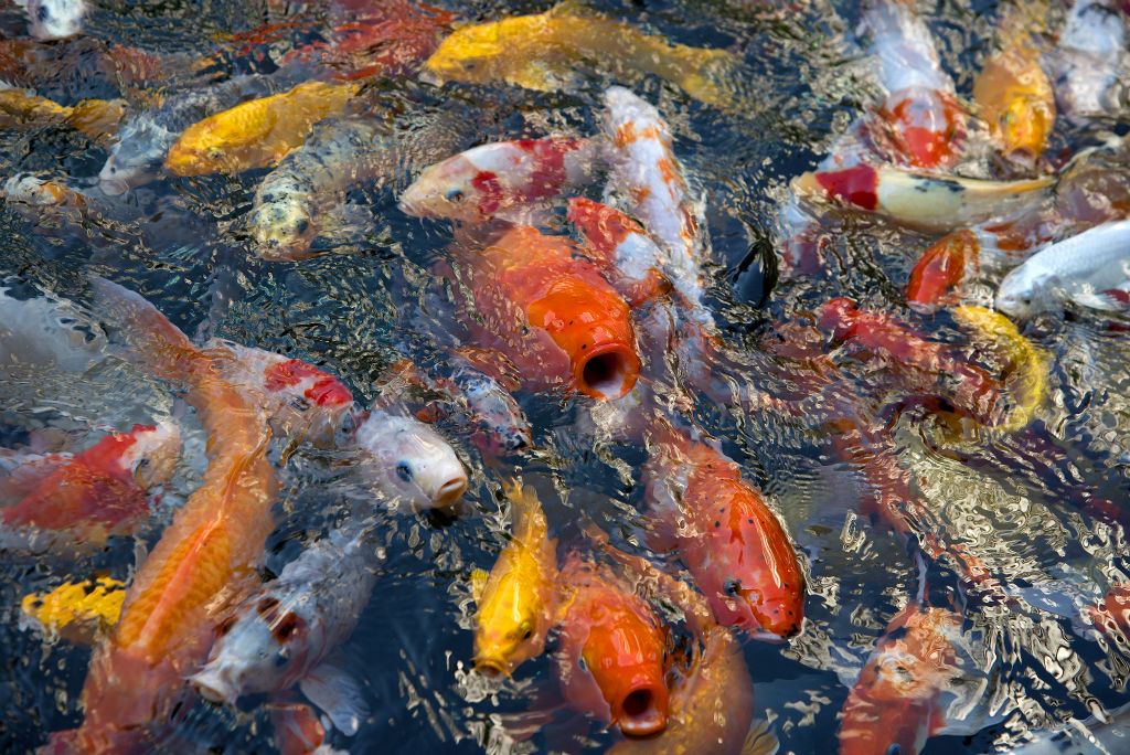 Shanghai, fish in the Jade Buddha Temple