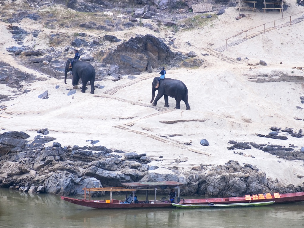 Pakbeng, elephants returning from the bath in the Mekong river