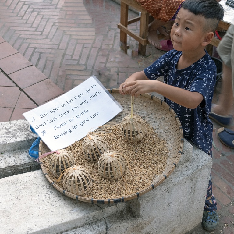 Luang Prabang, boy selling birds to free