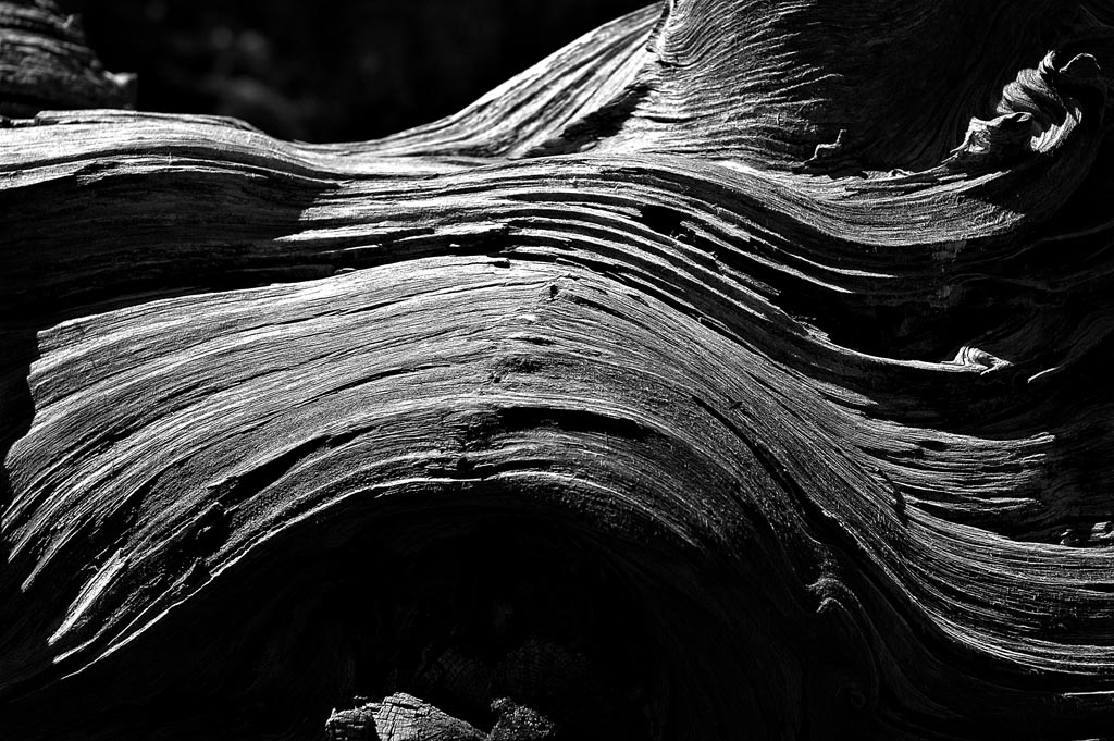 Dry tree trunk, Benasque Valley (Huesca, Spain), 2004