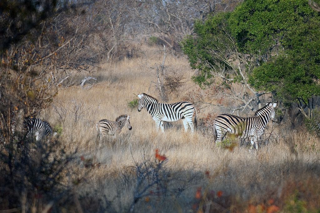 Kruger National Park, zebras