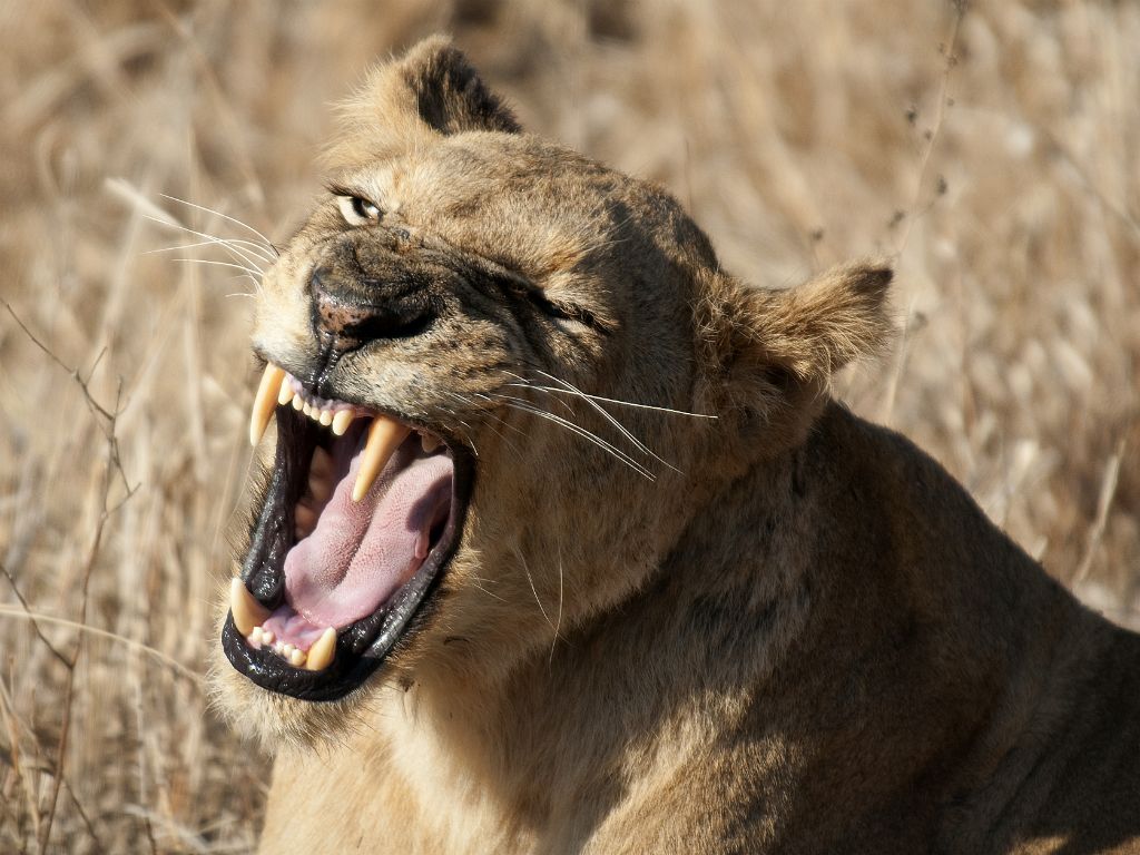 Kruger National Park, lioness