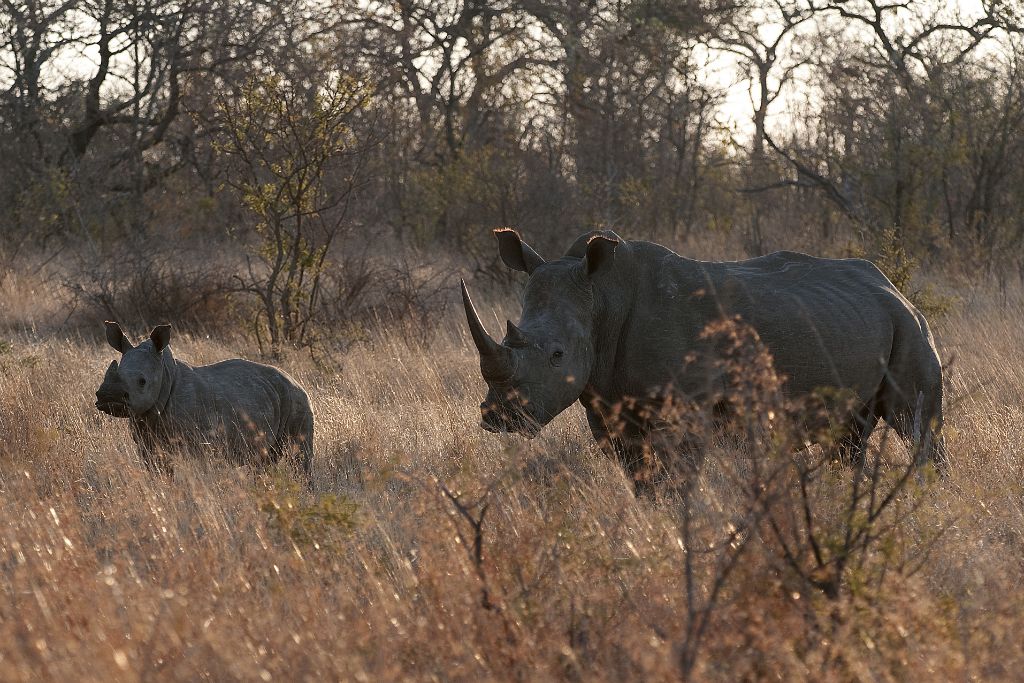 Kruger National Park, white rhinos