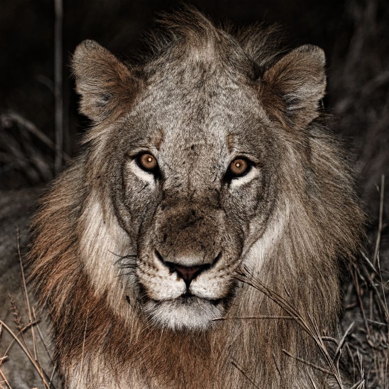 Kruger National Park, lion
