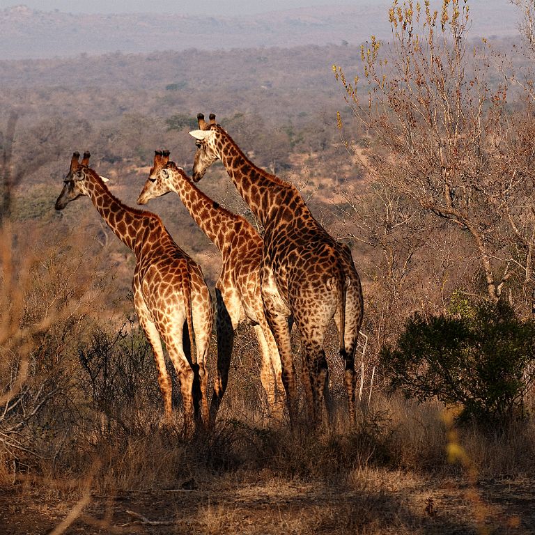 Kruger National Park, giraffes