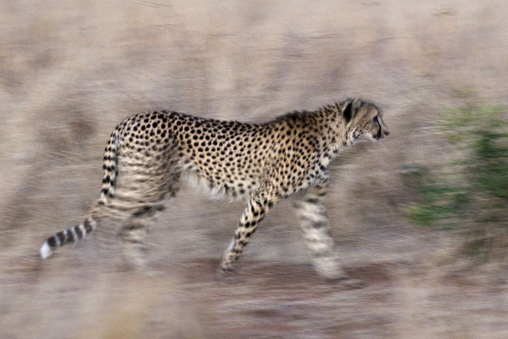 Kruger National Park, cheetah