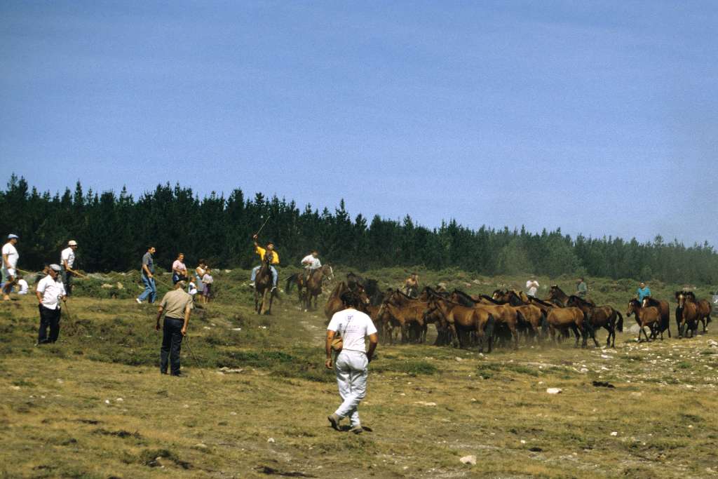 La "baixa" o descenso de los caballos desde las montañas