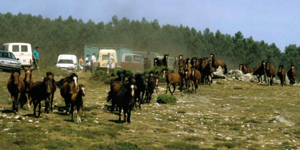 La "baixa" o descenso de los caballos desde las montañas