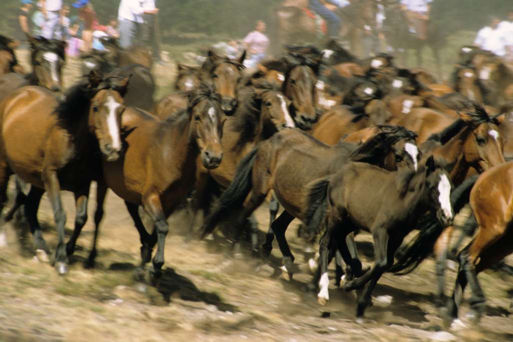 La "baixa" o descenso de los caballos desde las montañas