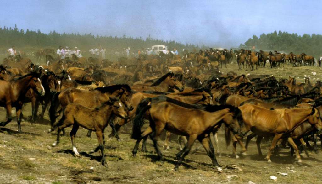 La "baixa" o descenso de los caballos desde las montañas