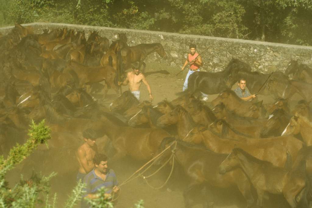 La pelea de hombres y caballos levanta una gran nube de polvo