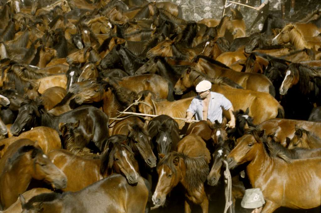 Los más expertos consiguen atrapar a los caballos