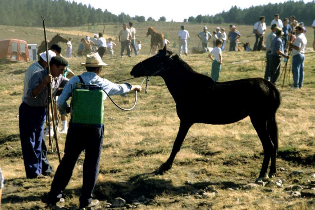 También se limpian y desinfectan a los animales