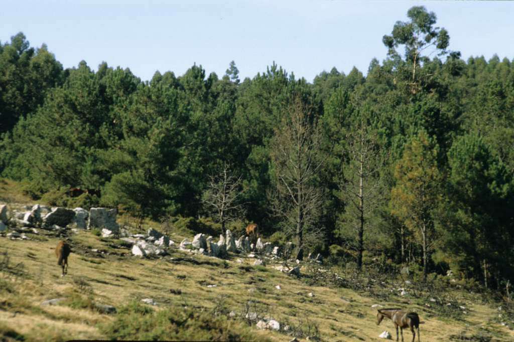 Finalmente, los caballos retornan al monte