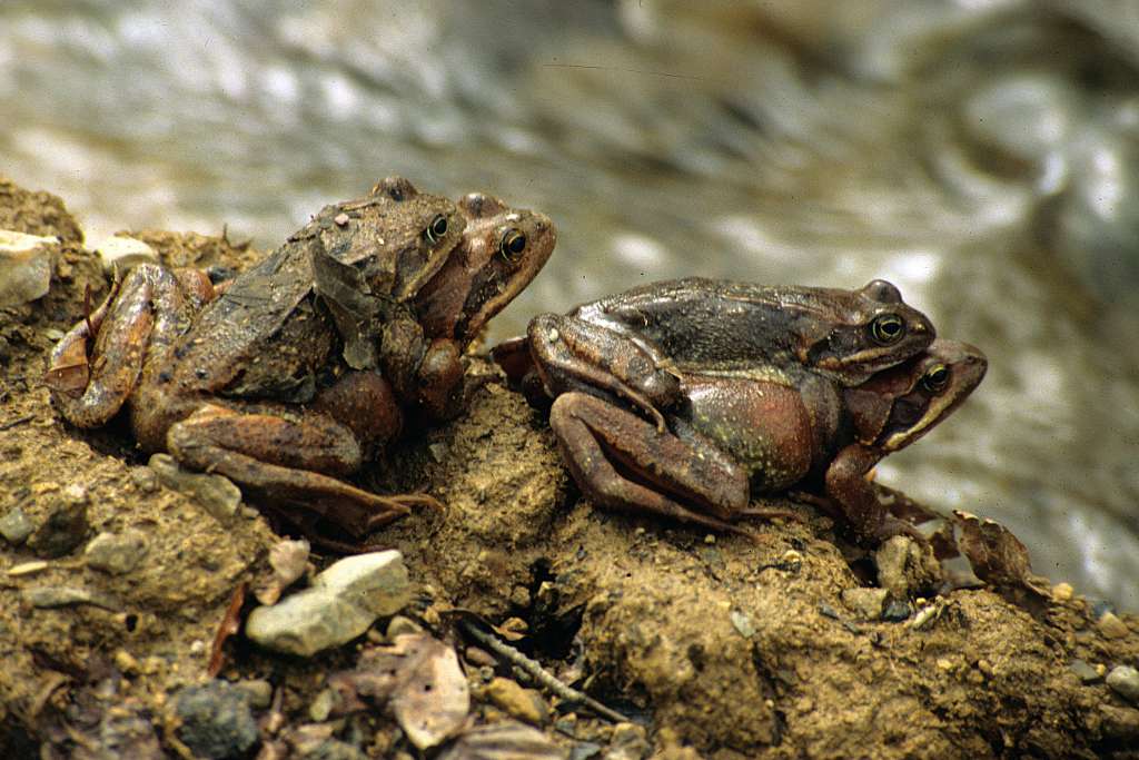 El amplexus o apareamiento puede durar hasta 45 minutos