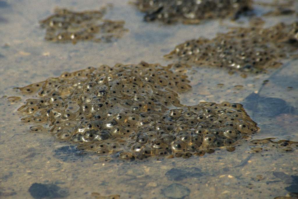 Las larvas permanecerán en el agua hasta completar la metamorfosis