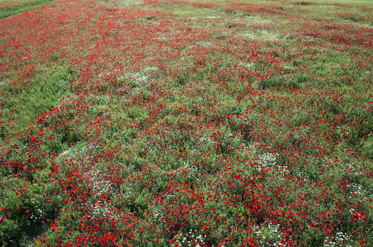 Amapolas en Piedratajada (Zaragoza)