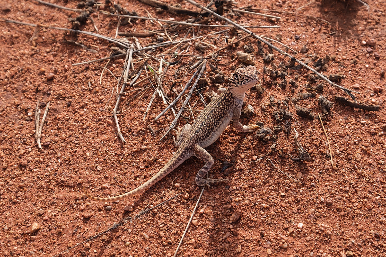 Uluru, lagarto