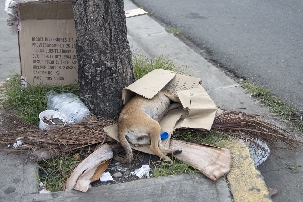 San José, perro callejero