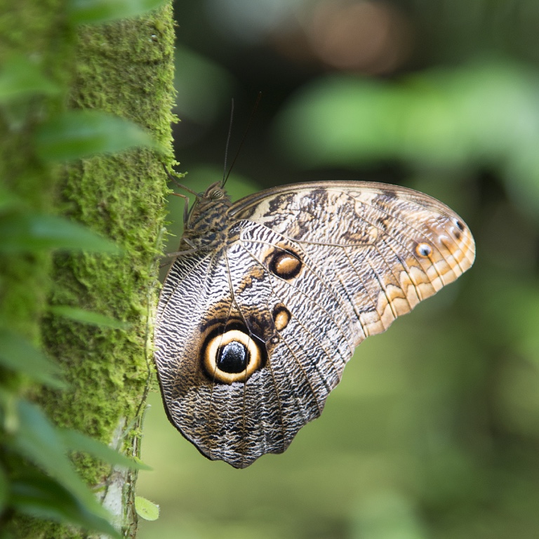 Tortuguero, mariposa morpho