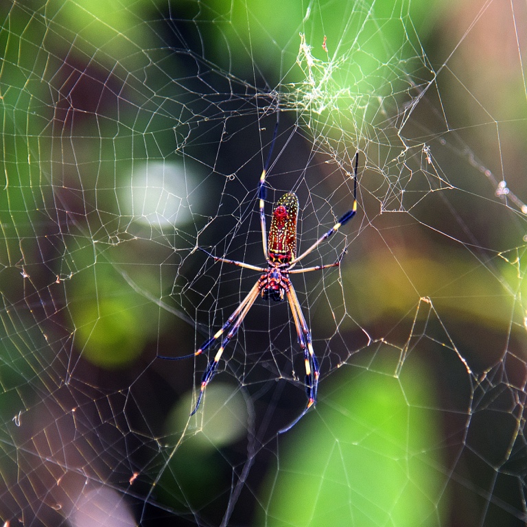 Tortuguero, araña bananera