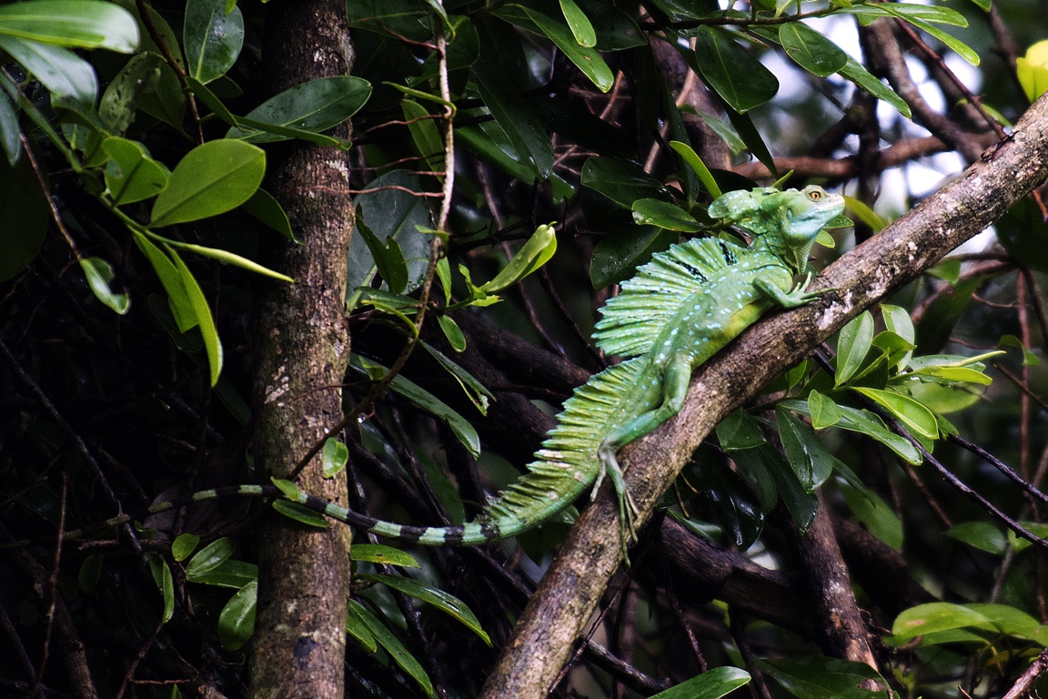 Tortuguero, basilisco