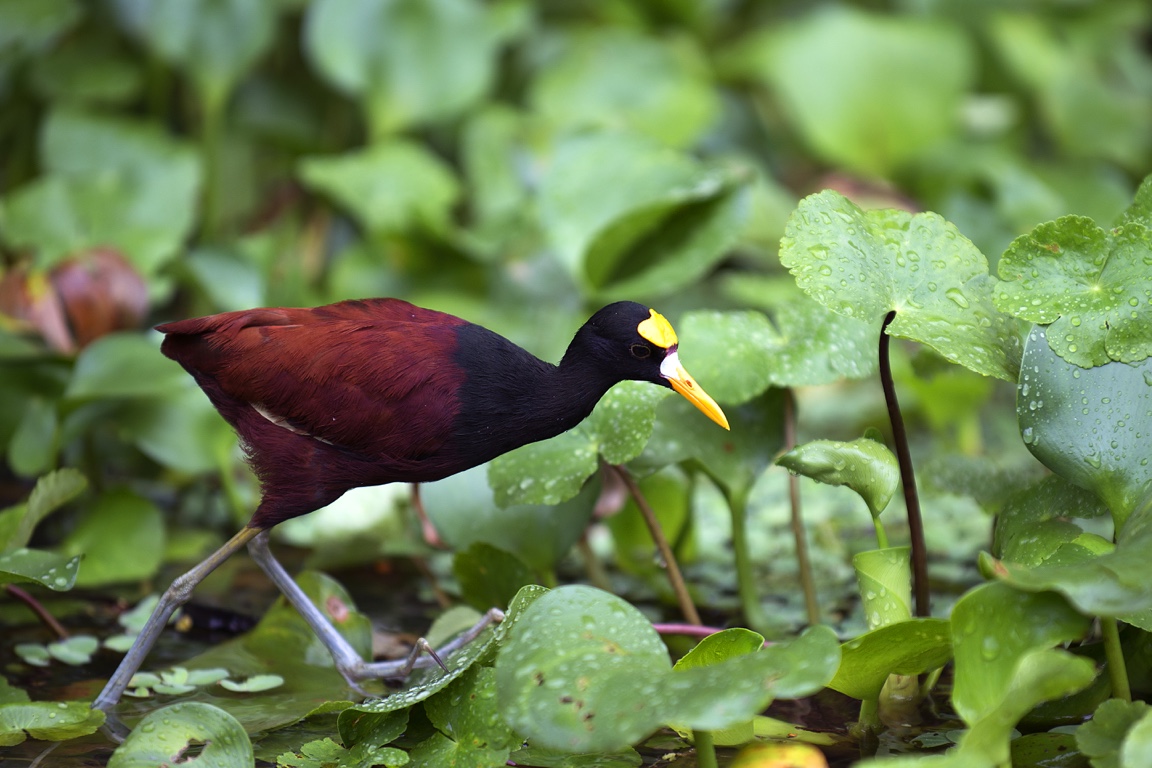 Tortuguero, jacana