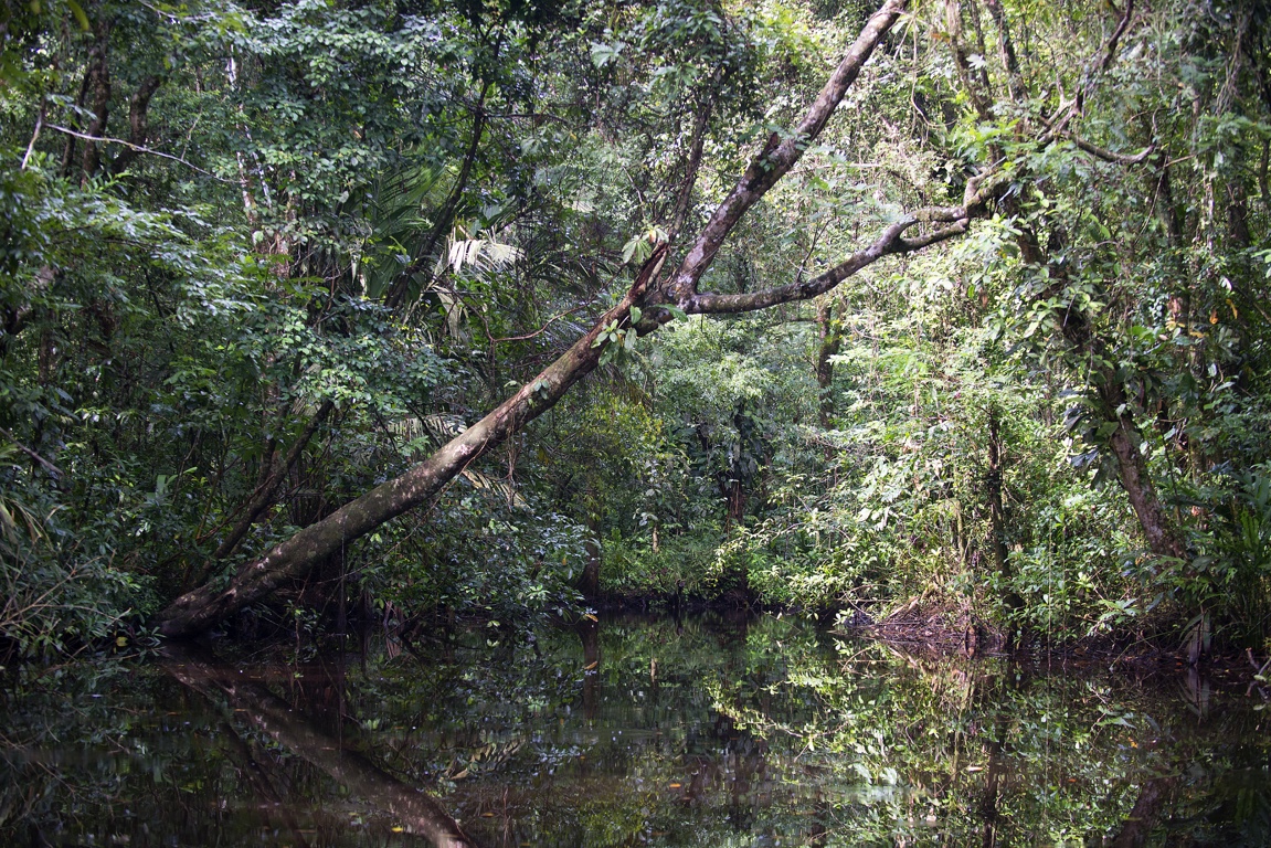 Tortuguero