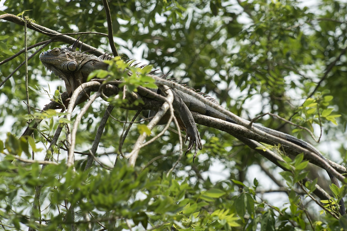 Tortuguero, iguana