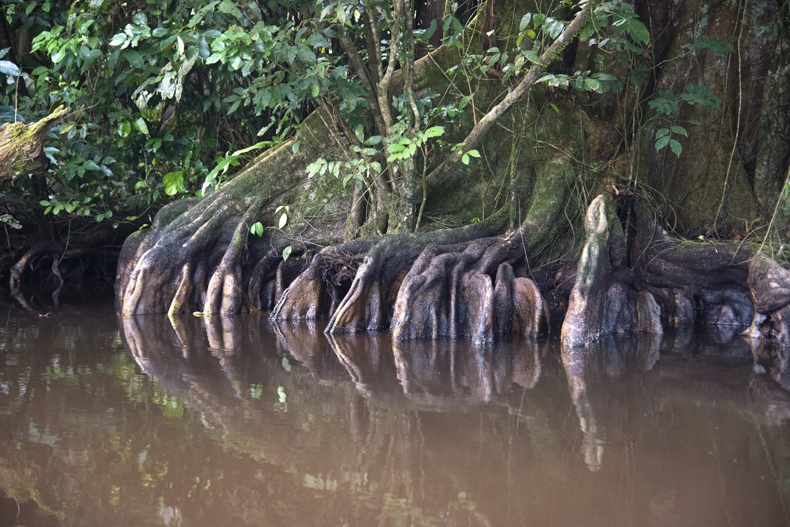 Tortuguero