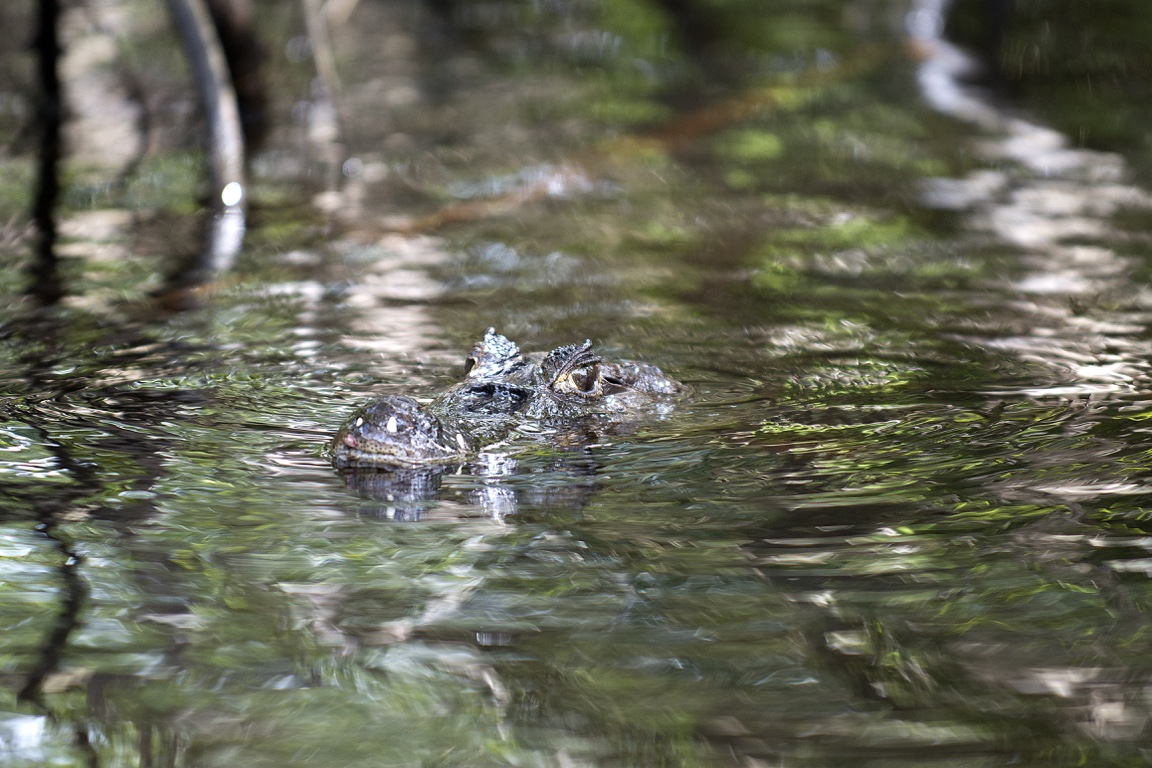 Tortuguero, caimán