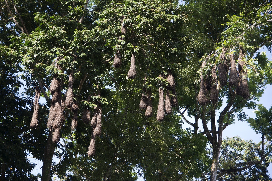 Tortuguero, nidos de oropéndola