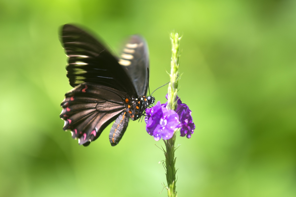 Arenal, mariposa