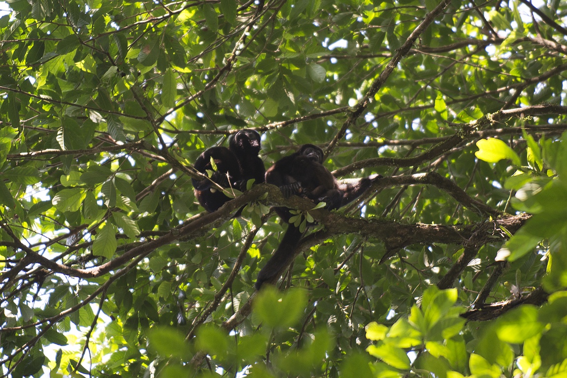 Arenal, monos aulladores