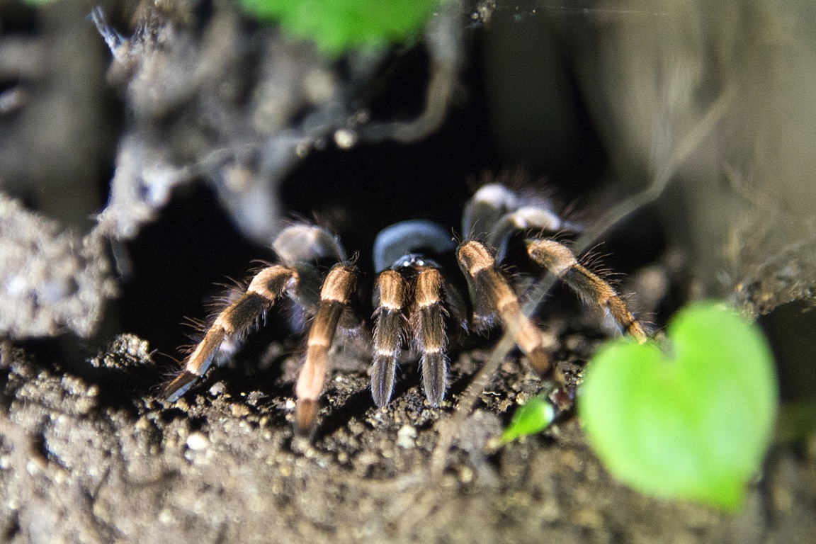 Monteverde, tarántula