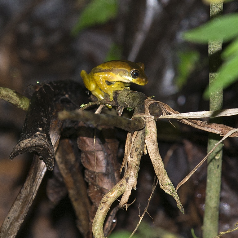 Monteverde, ranita arbórea de potrero