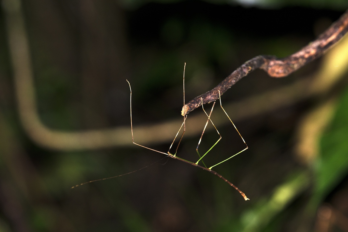 Monteverde, insecto palo