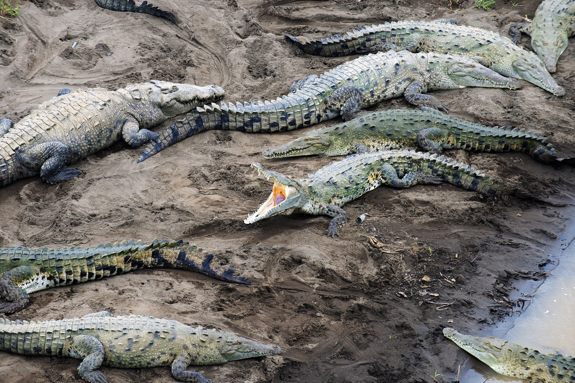 Río Tárcoles, cocodrilos