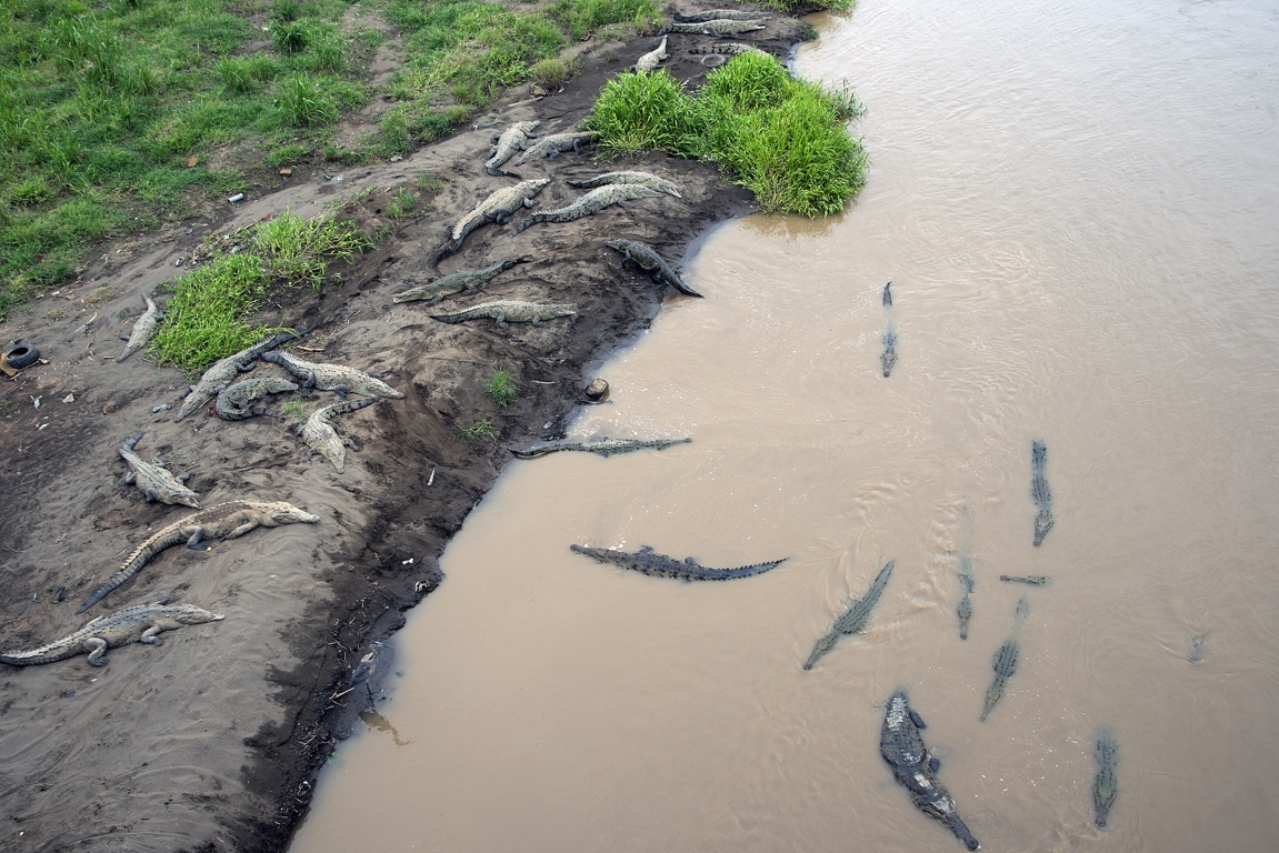 Río Tárcoles, cocodrilos