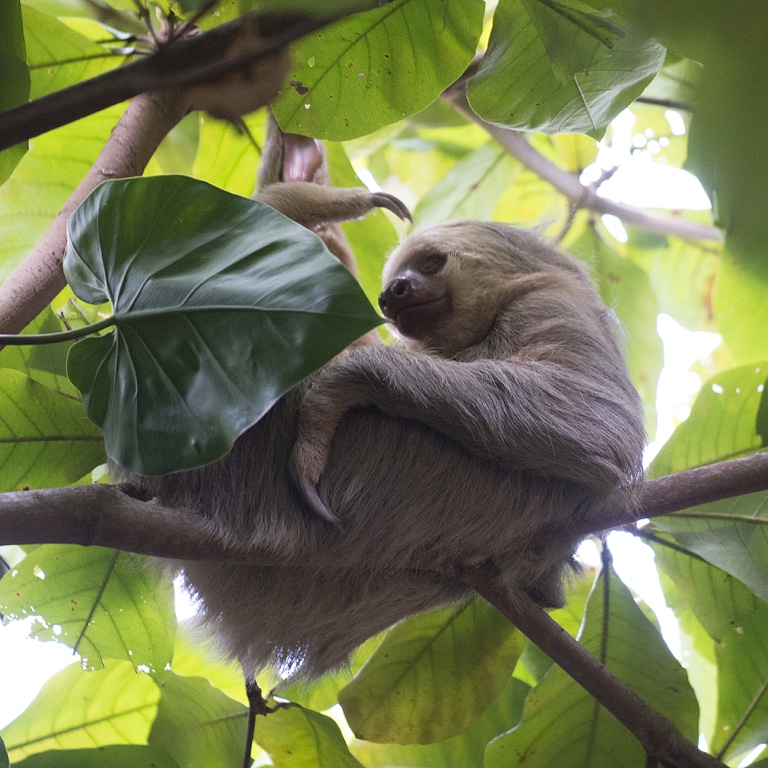 P. N. Manuel Antonio, perezoso