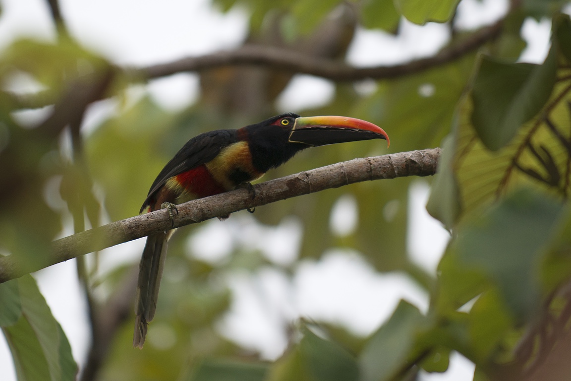 P. N. Manuel Antonio, tucán