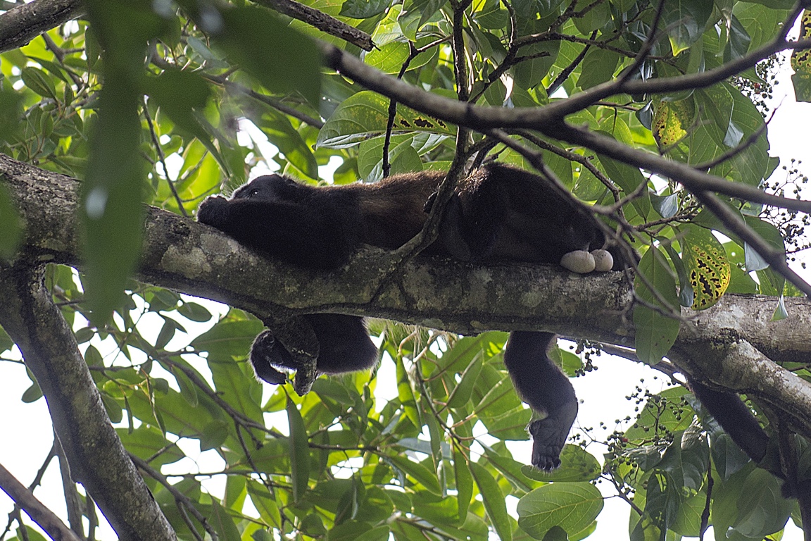 P. N. Manuel Antonio, mono aullador