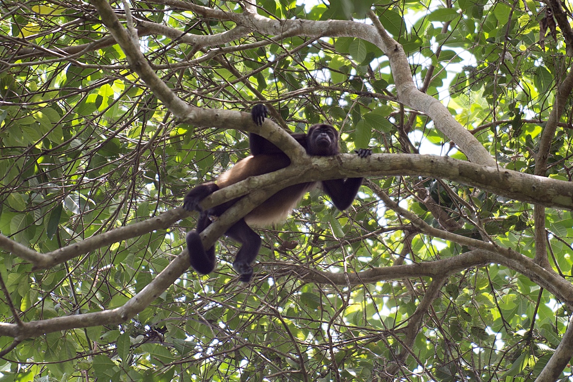 P. N. Manuel Antonio, mono araña