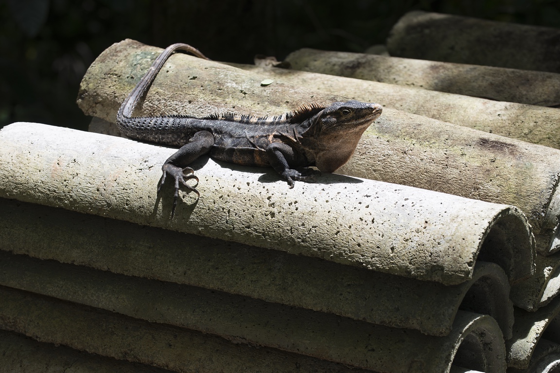 P. N. Manuel Antonio, iguana