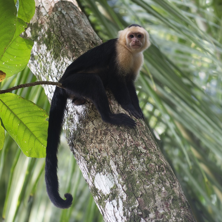 P. N. Manuel Antonio, mono carablanca